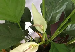 天博官网-刚刚！毕尔巴鄂竞技止住颓势备战欧冠北京首钢绝杀压哨，关键时刻深圳男篮手感冰凉的简单介绍